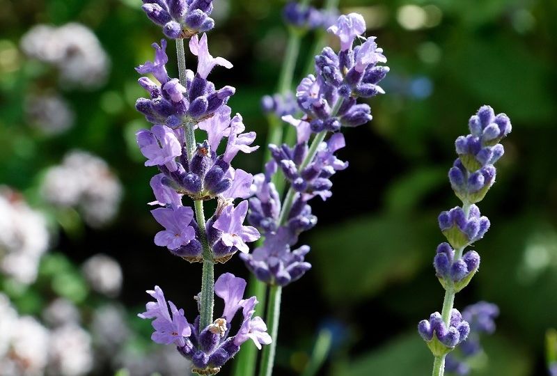 LAVENDEL