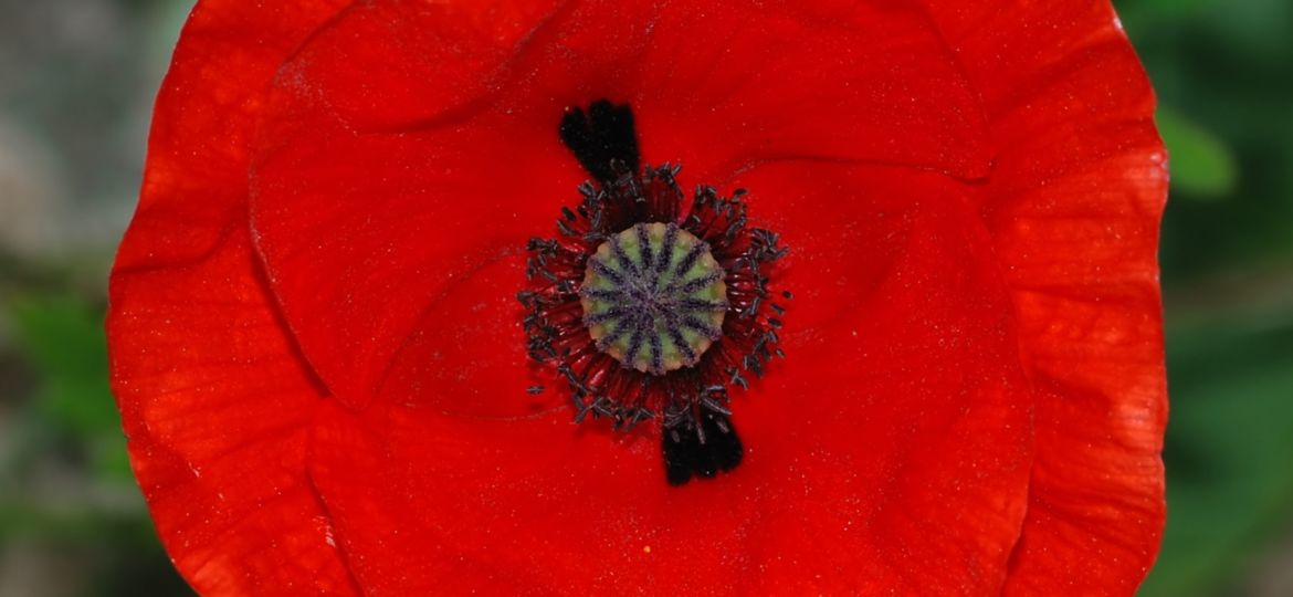 MOHN