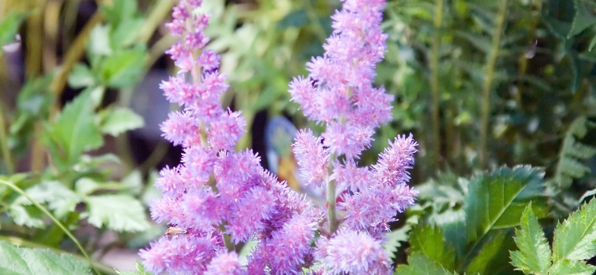 ASTILBE