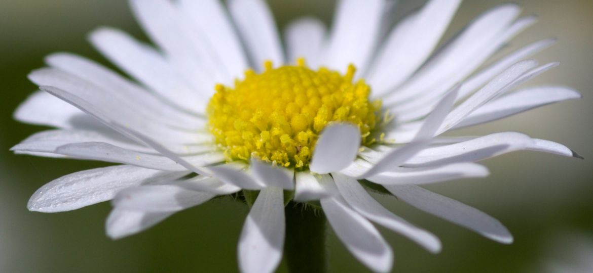 GÄNSEBLÜMCHEN