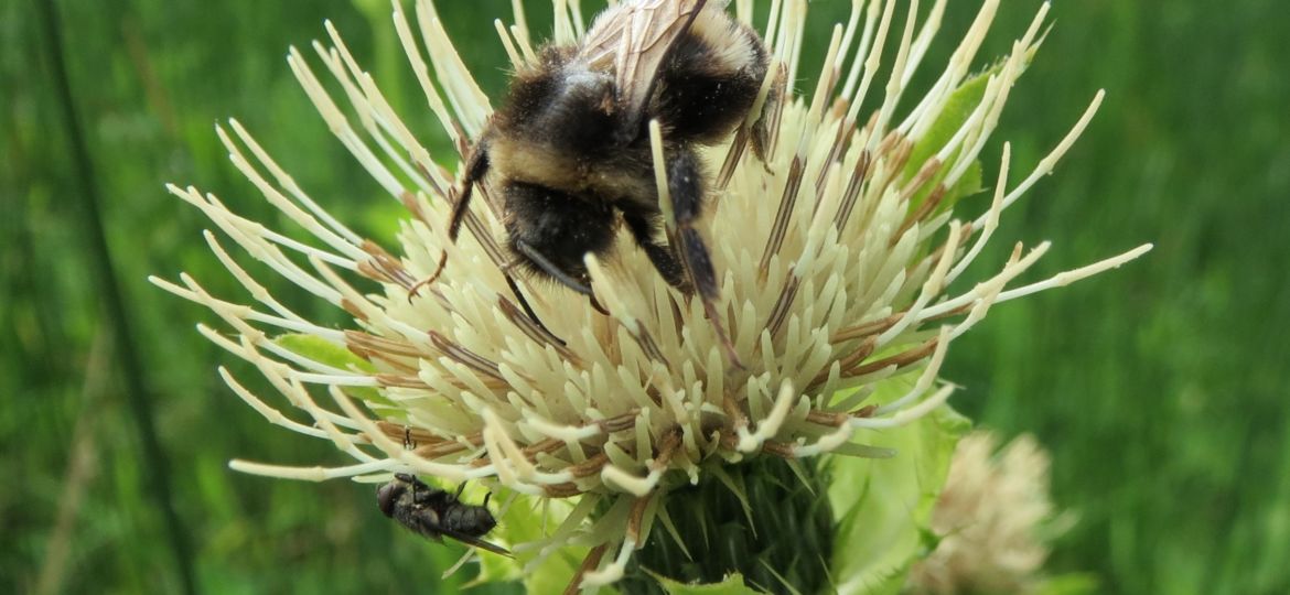 KOHLKRATZDISTEL