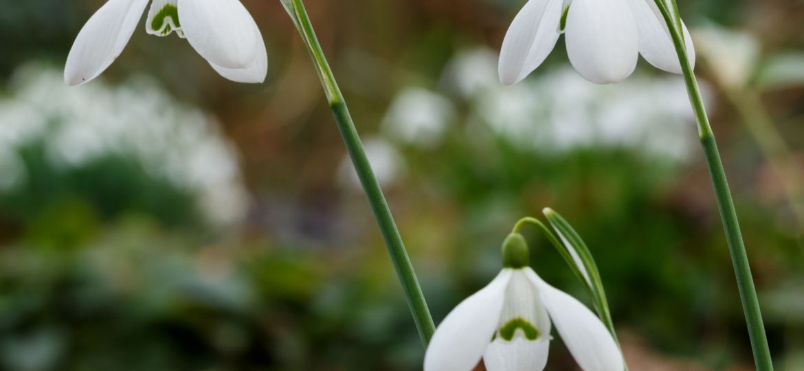 SCHNEEGLÖCKCHEN