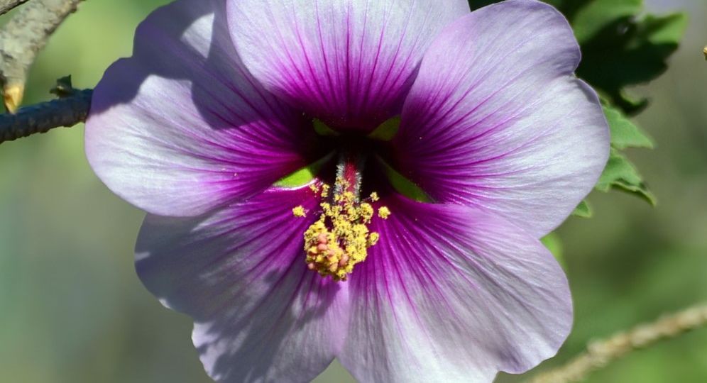 HIBISKUS