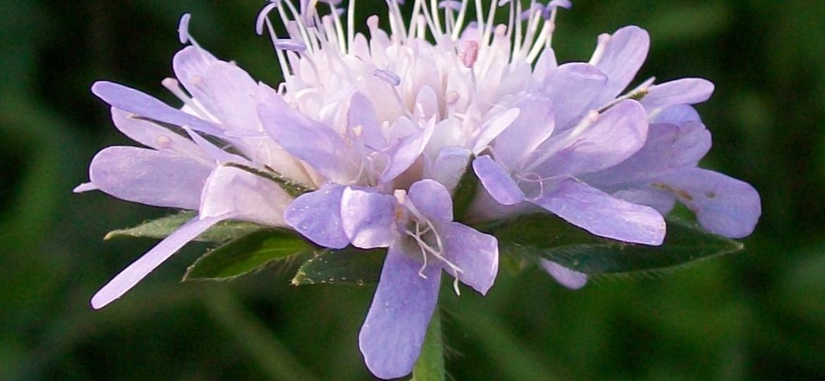 WIESEN-WITWENBLUME