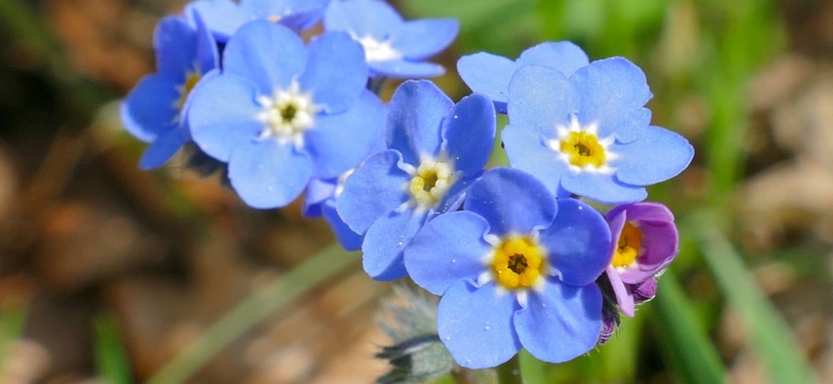 WALDVERGISSMEINNICHT