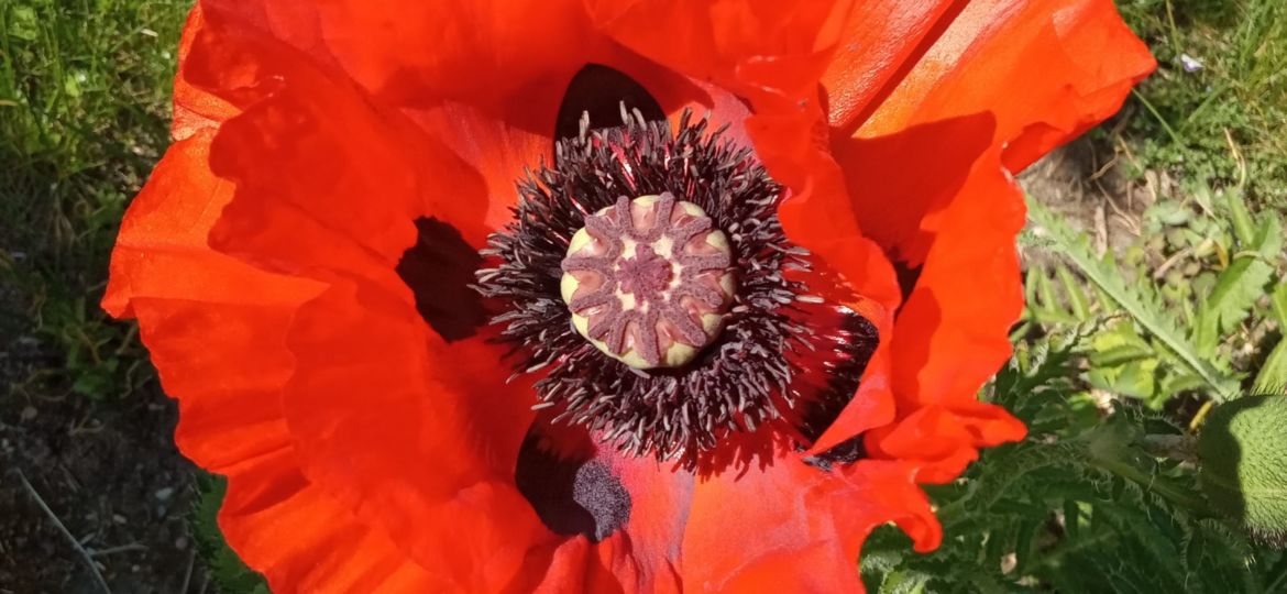 ORIENTALISCHERMOHN