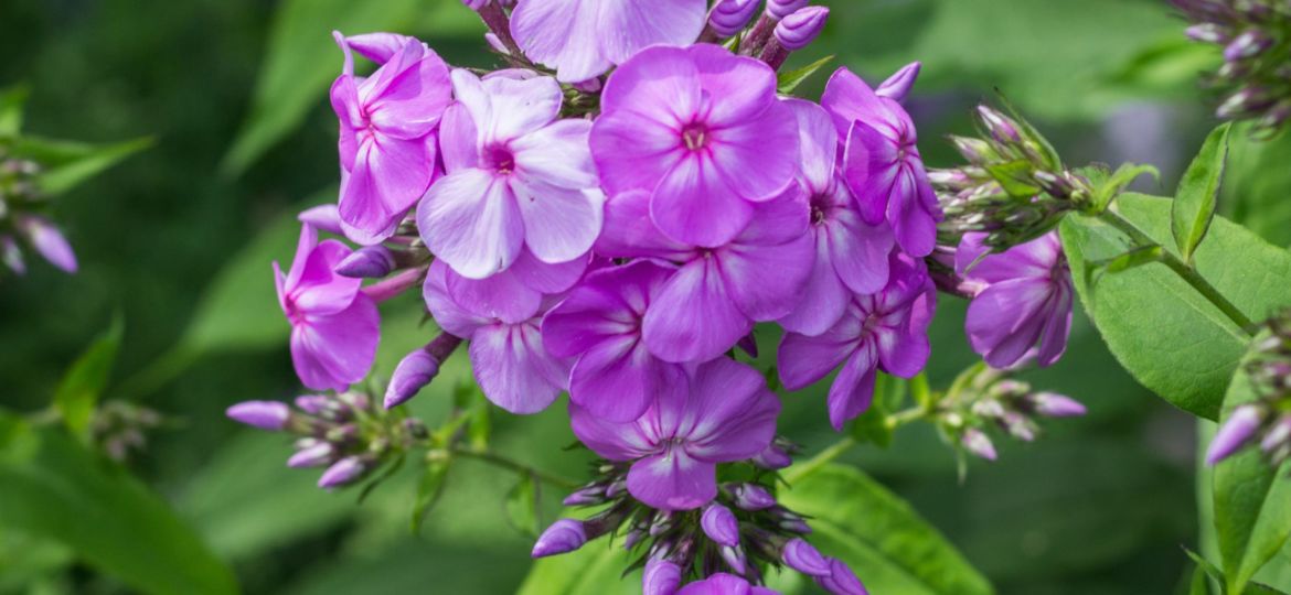 Phlox