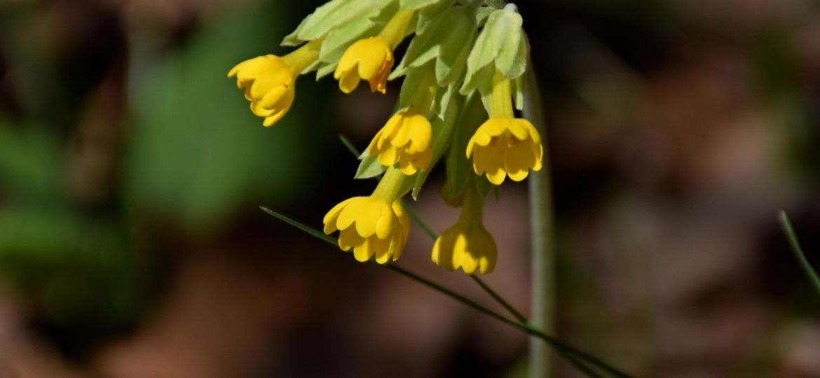 SCHLÜSSELBLUME