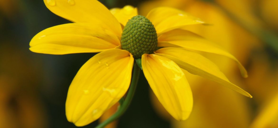 Rudbeckia