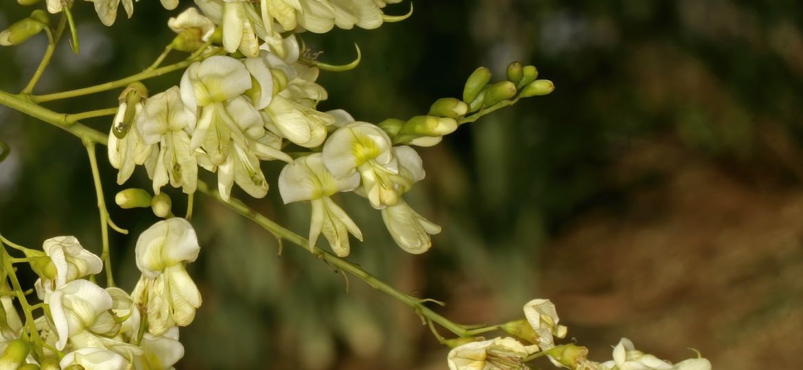 SCHNURBAUM